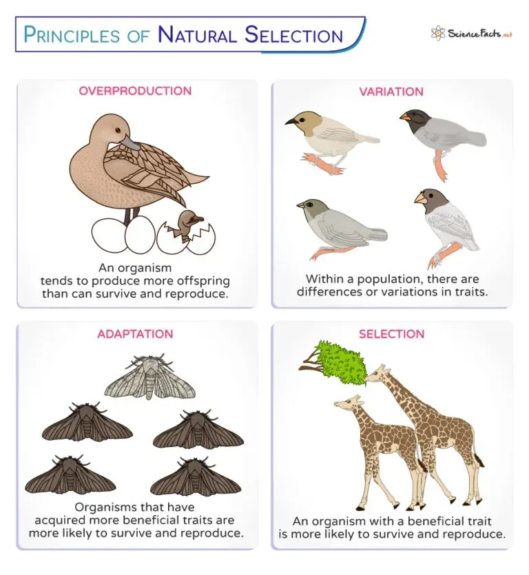 Four Principles of Natural Selection