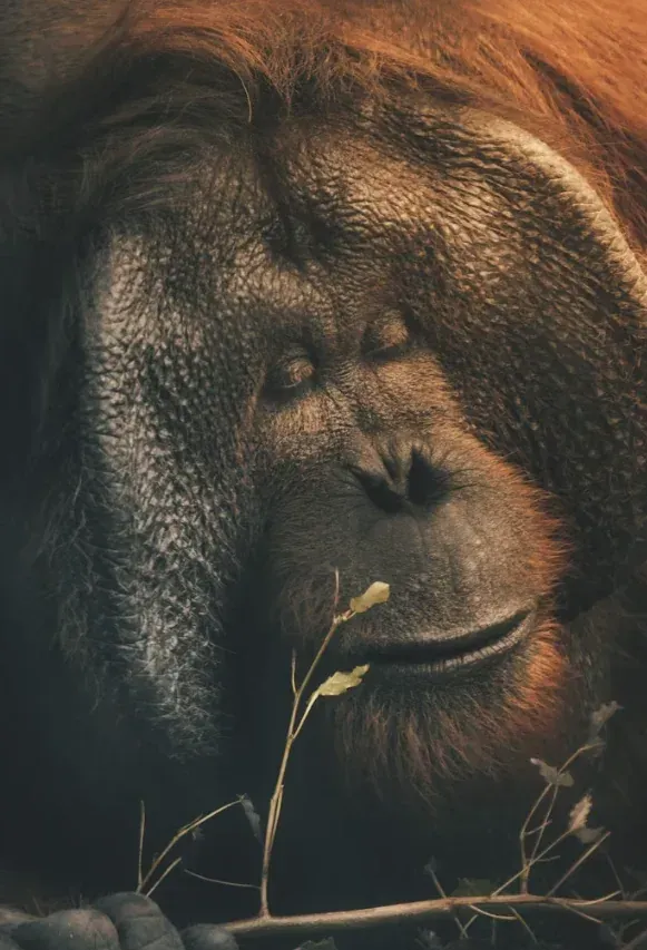 Evolution of Living Things