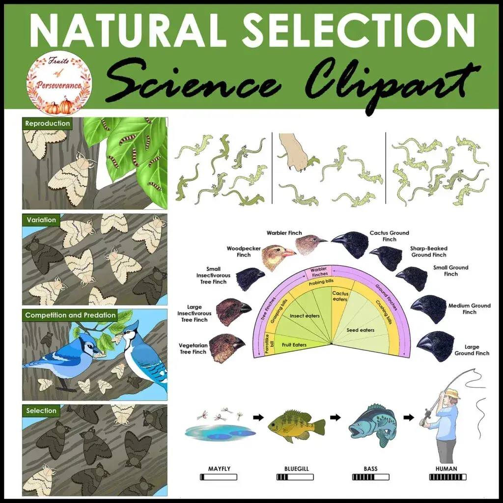 Evolution and Natural Selection Cover