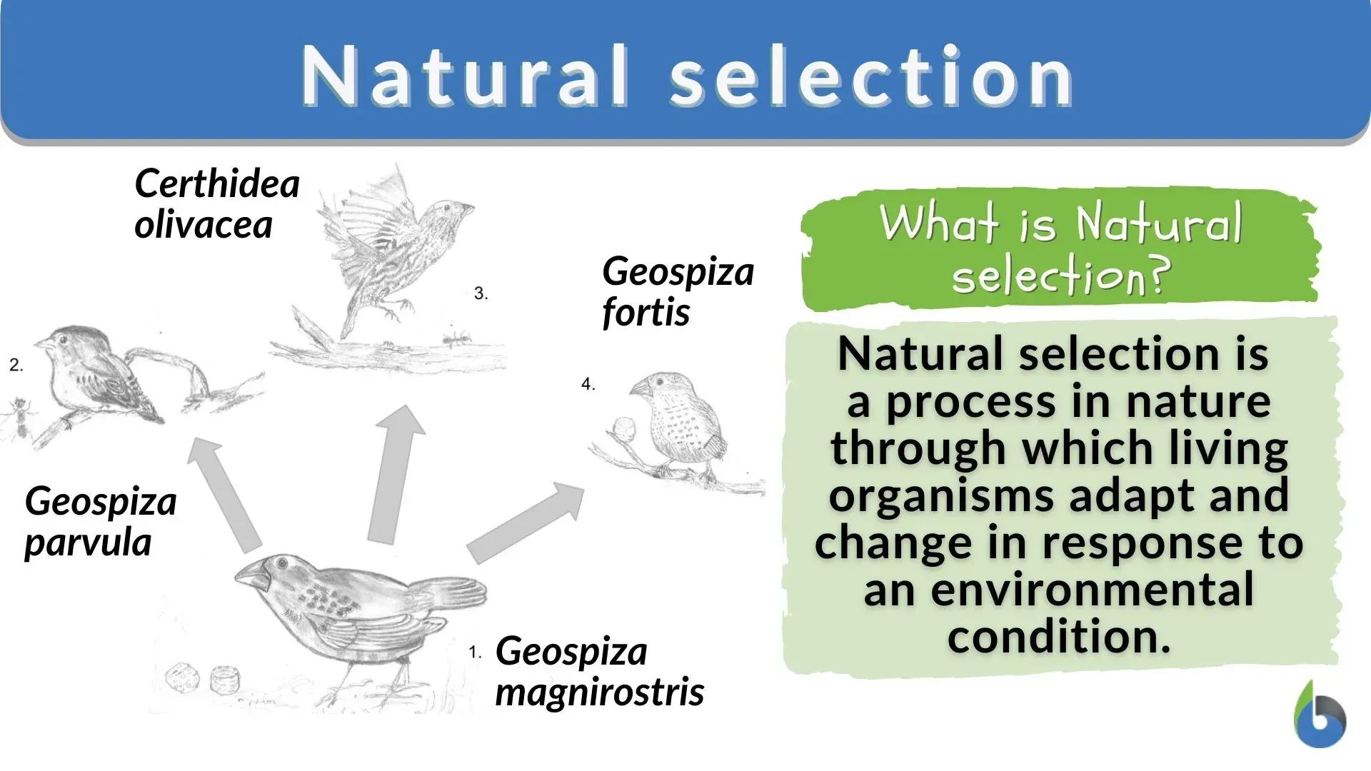 Evolution and Natural Selection Process
